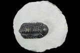 Austerops Trilobite - Visible Eye Facets #120023-1
